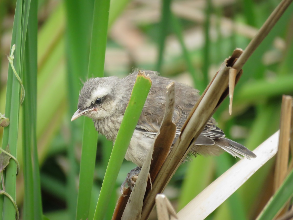 Chalk-browed Mockingbird - ML377830881