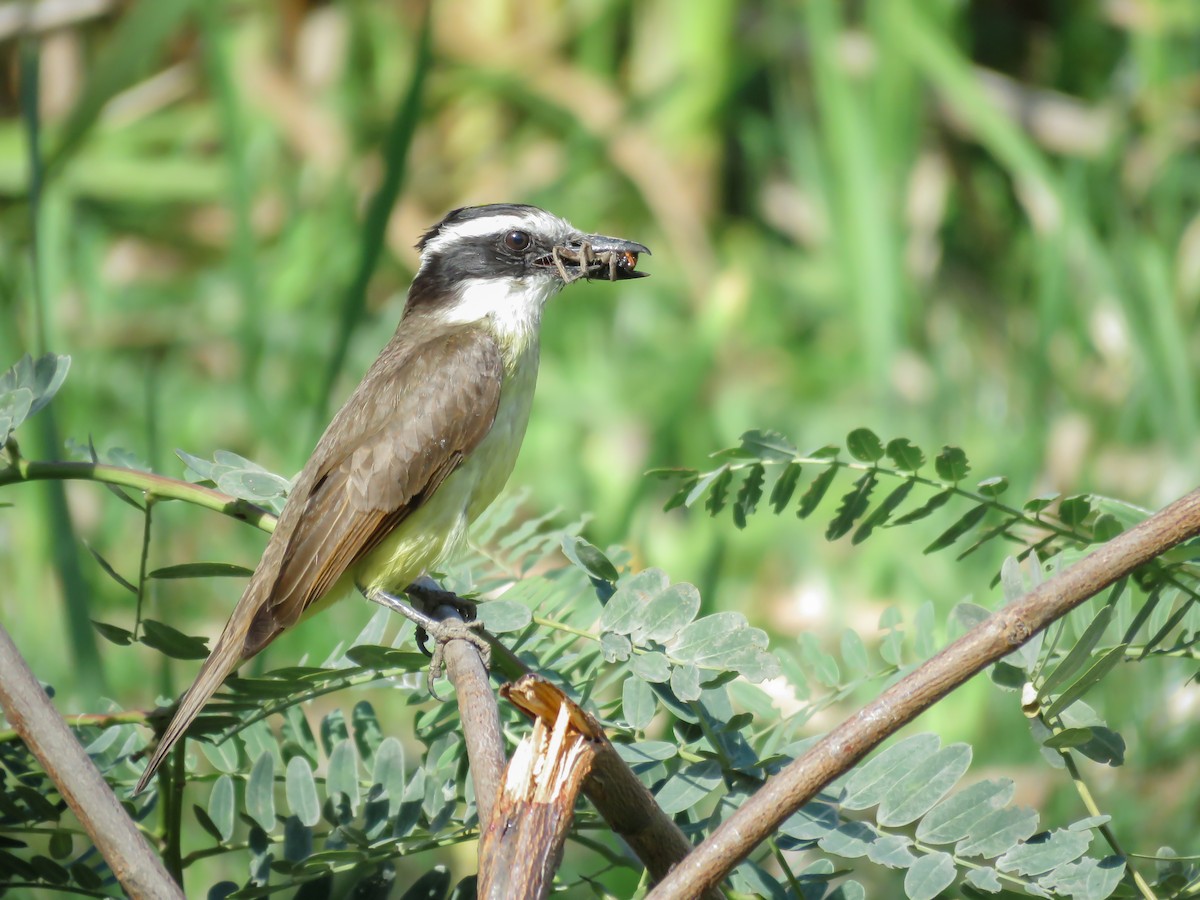 Great Kiskadee - ML377831011