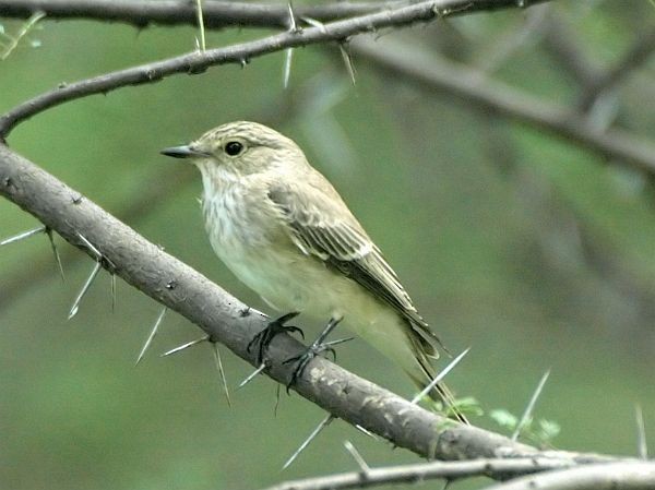 Grauschnäpper [striata-Gruppe] - ML377831781