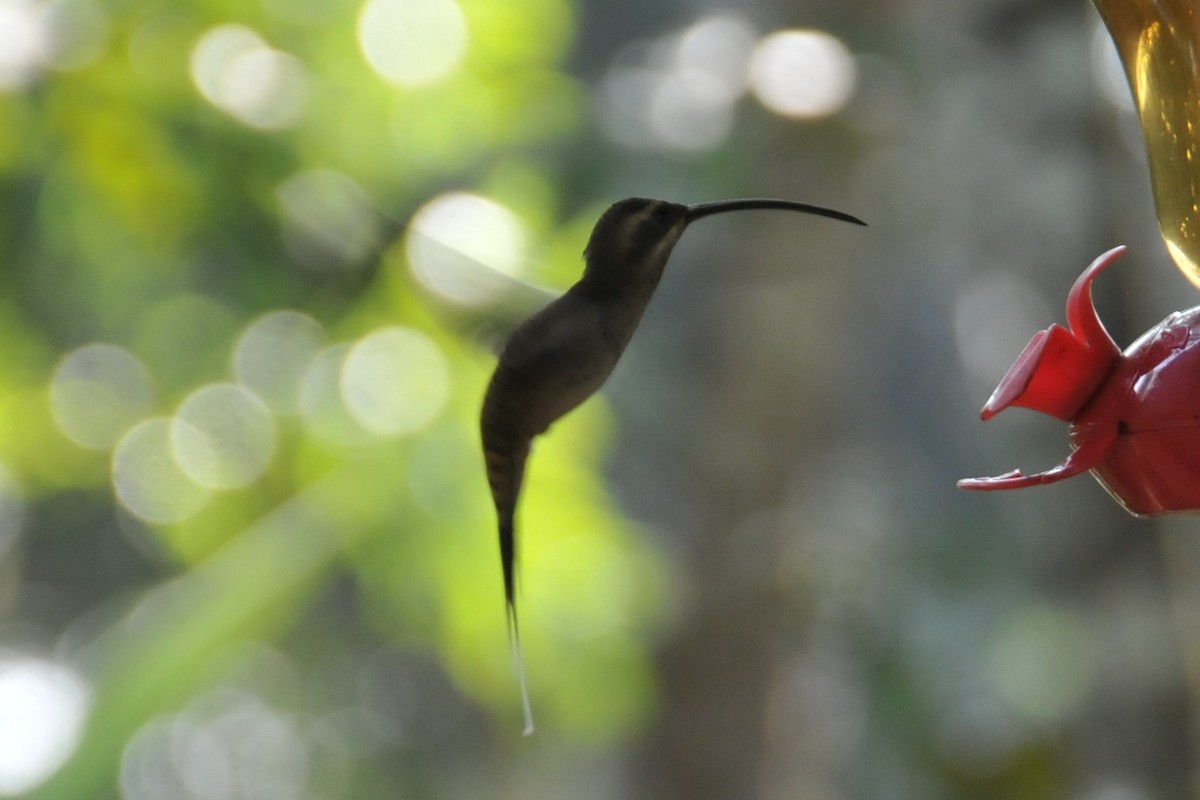 Long-billed Hermit - ML37783201