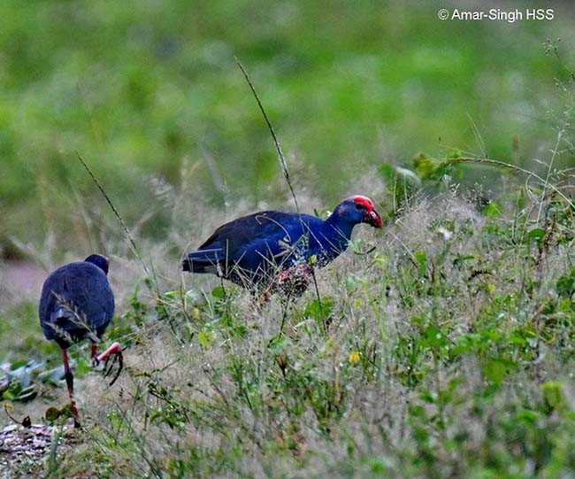 Gray-headed Swamphen - ML377832621