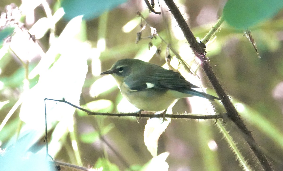 Black-throated Blue Warbler - Frank Witebsky