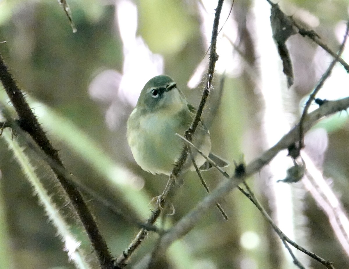 Black-throated Blue Warbler - Frank Witebsky