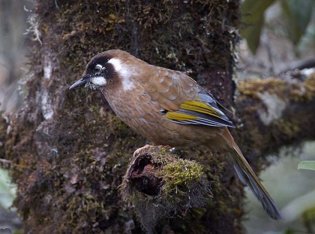 Black-faced Laughingthrush - ML377833471