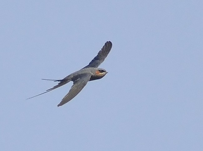 Crested Treeswift - ML377834341