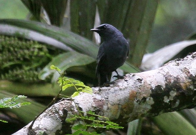 Sulawesi Cicadabird - ML377834811