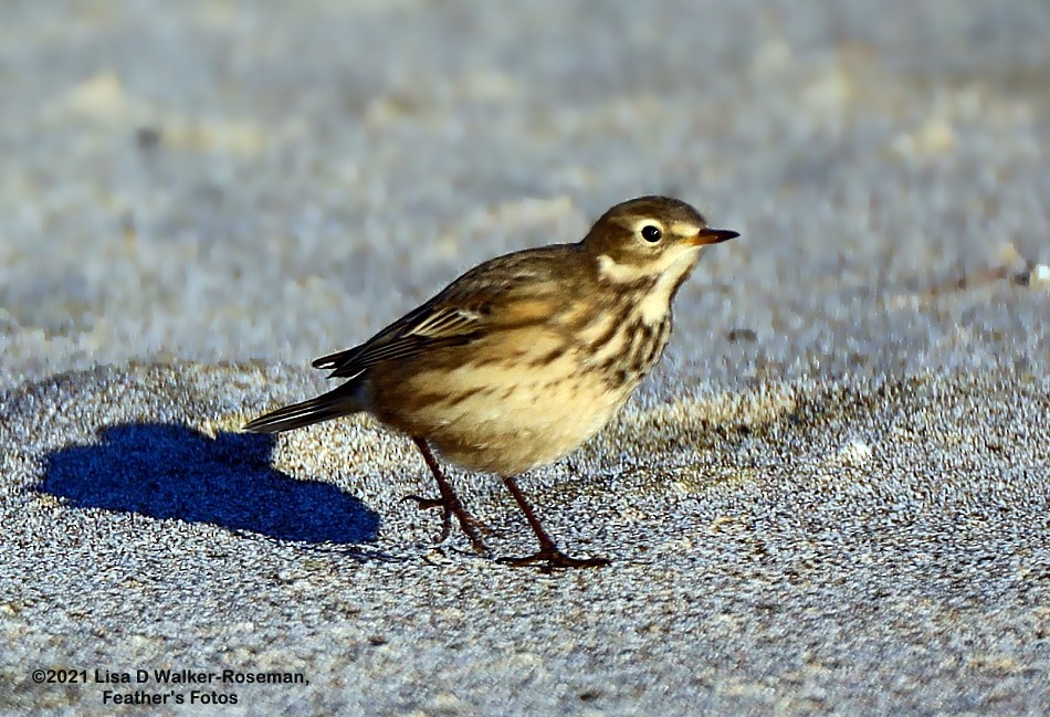 American Pipit - Lisa Walker-Roseman