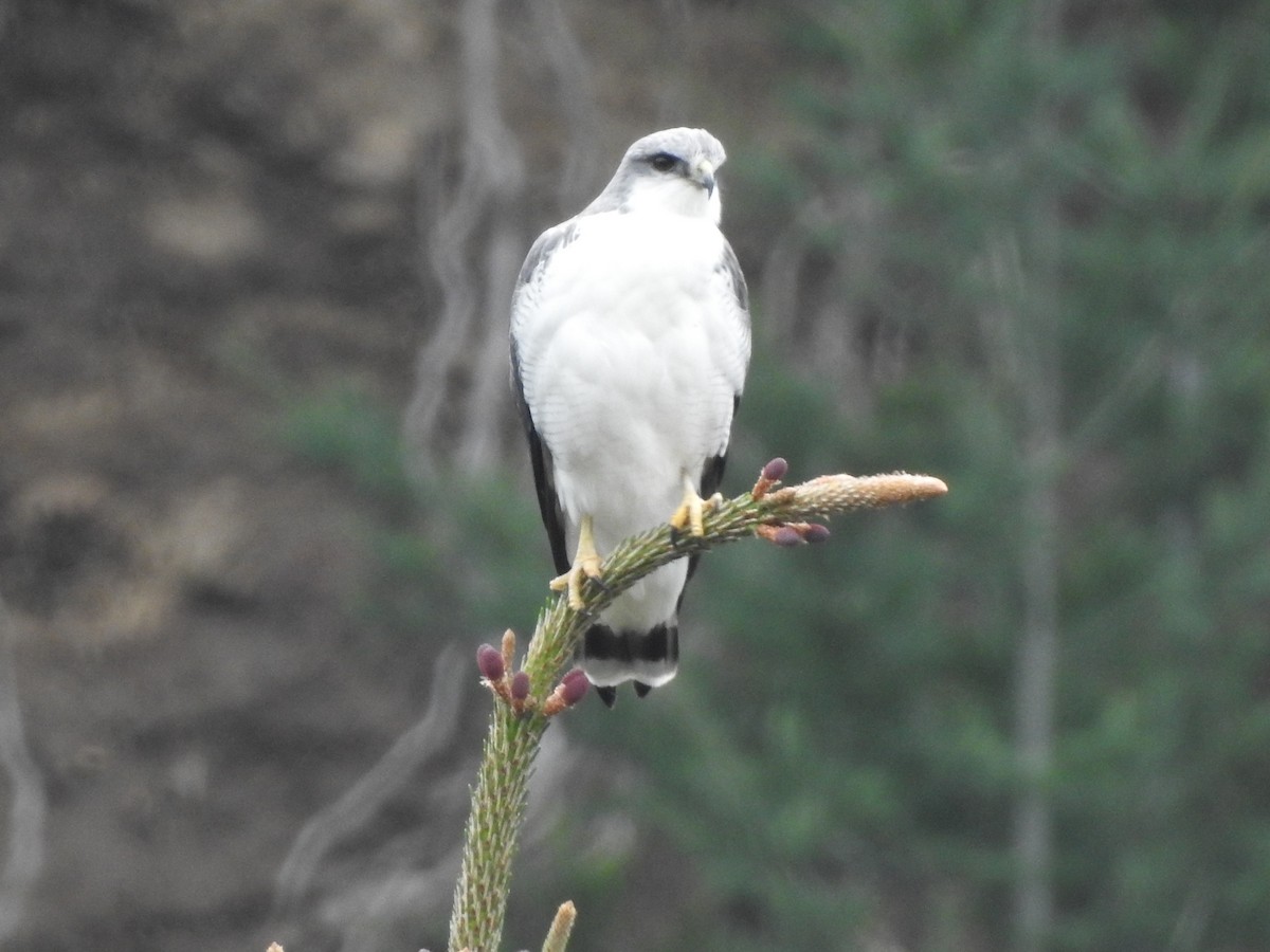 Variable Hawk - Paloma Lazo