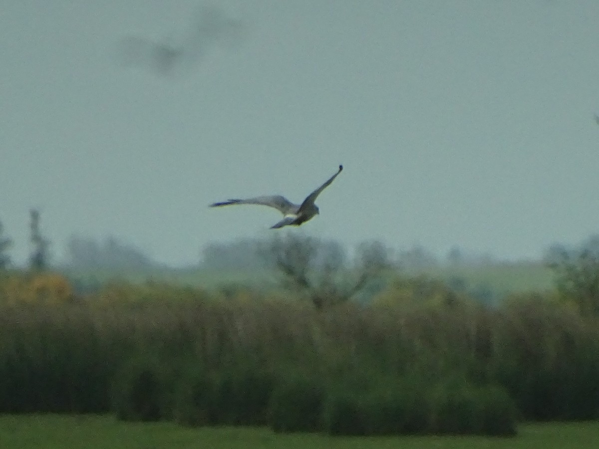 Cinereous Harrier - Andrés de Miguel