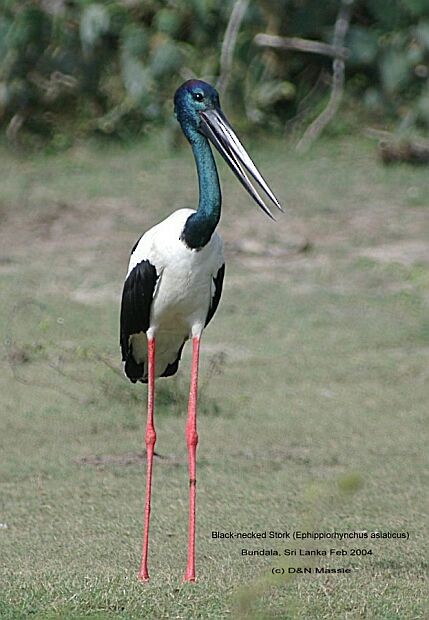 Black-necked Stork - David Massie