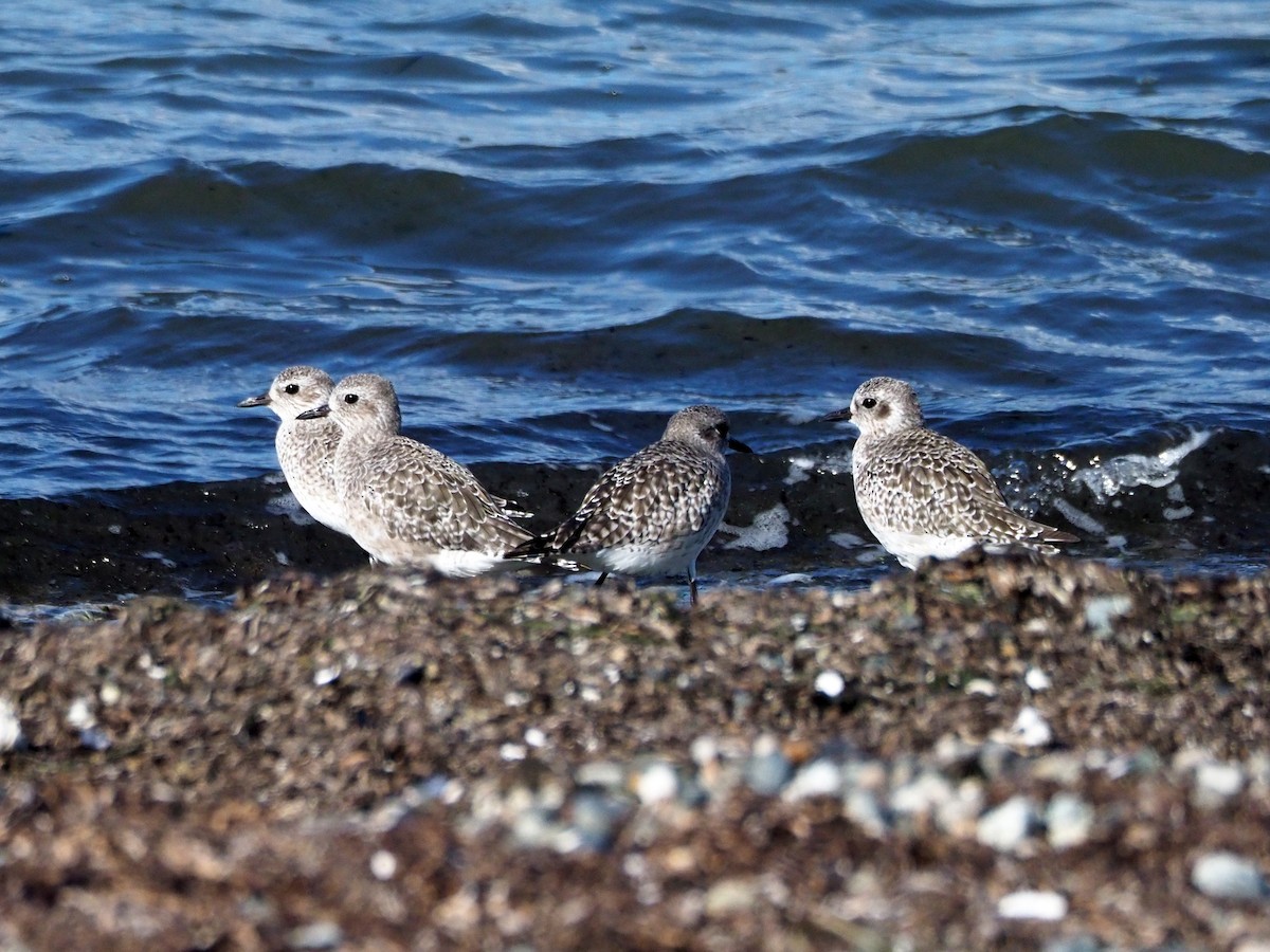 Black-bellied Plover - Scott Ramos