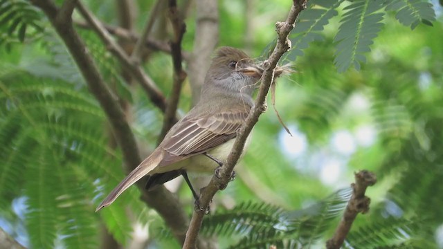 Swainson's Flycatcher (swainsoni Group) - ML377839141