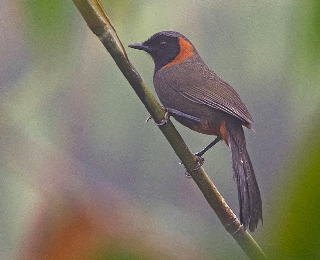 Rufous-necked Laughingthrush - ML377839481