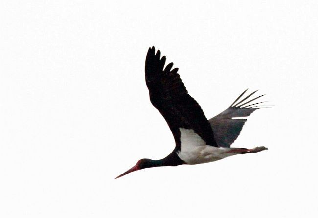 Black Stork - Ghulam Rasool