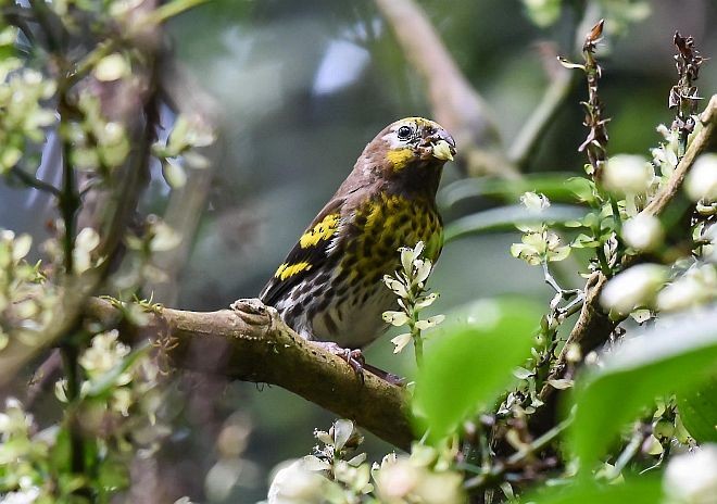 Щедрик індонезійський - ML377840351