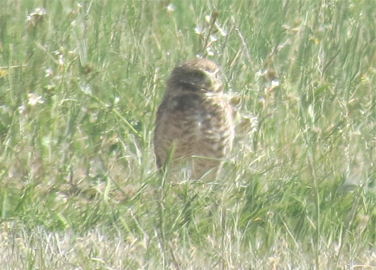 Burrowing Owl - ML377841211