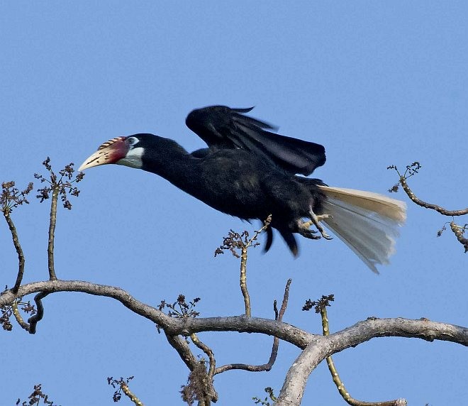 Narcondam Hornbill - Alka Vaidya