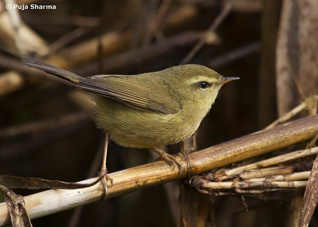 Aberrant Bush Warbler (Aberrant) - ML377843391