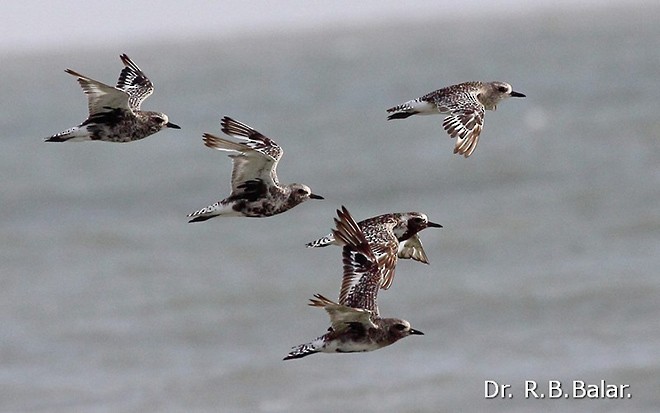 Black-bellied Plover - ML377843971