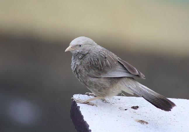 Yellow-billed Babbler - Mohammed Saleem