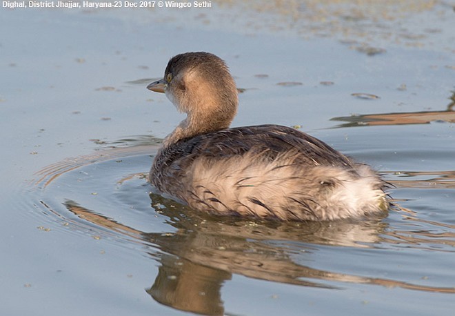 Little Grebe - ML377844621