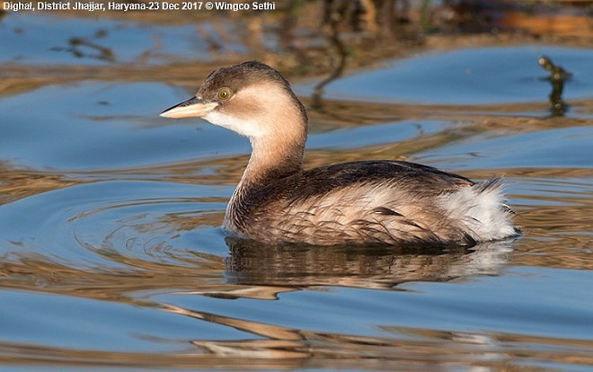 Little Grebe - ML377844641