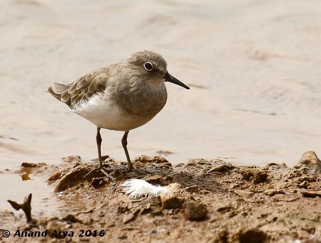 Temminck's Stint - ML377845271