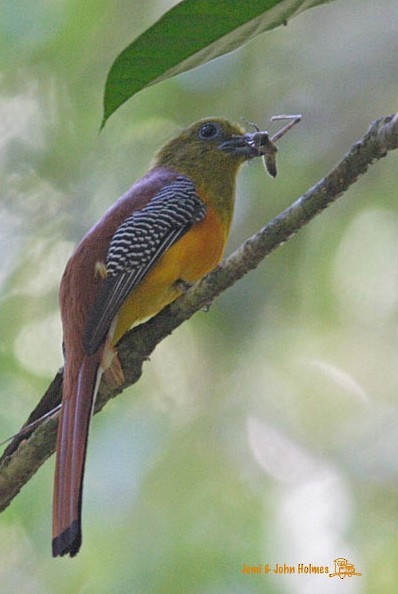 Orange-breasted Trogon - ML377845331