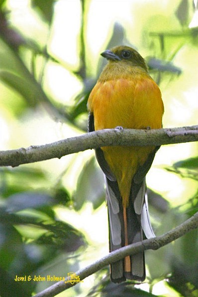 Orange-breasted Trogon - ML377845341