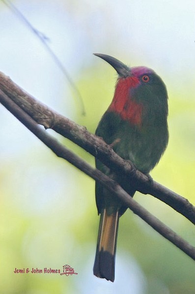 Red-bearded Bee-eater - ML377845351