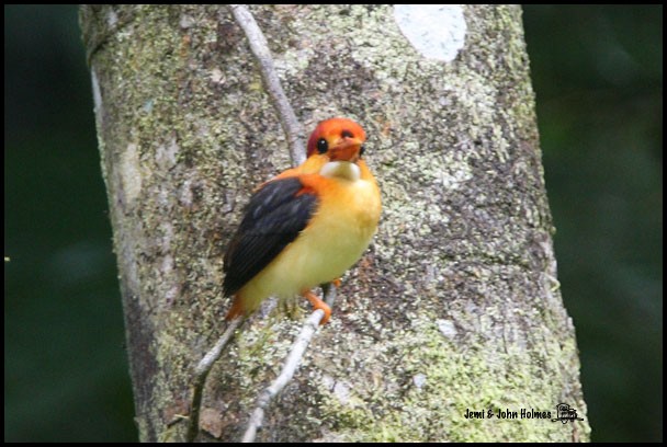 Rufous-backed Dwarf-Kingfisher - ML377845361