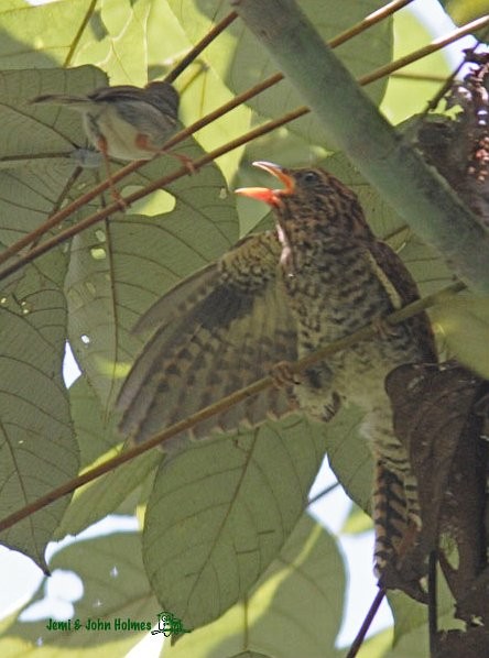 Plaintive Cuckoo - ML377845391