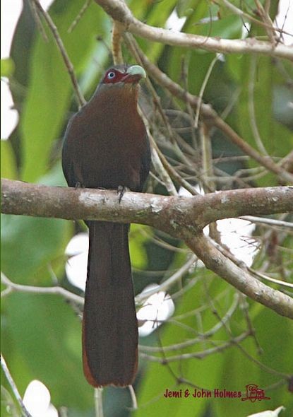 Chestnut-breasted Malkoha (Chestnut-breasted) - ML377845411