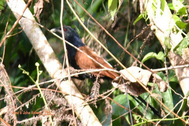 Short-toed Coucal - John and Jemi Holmes