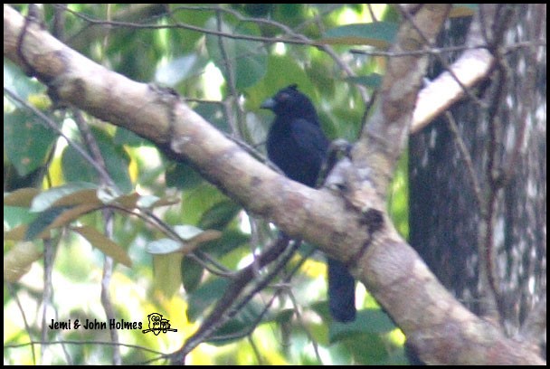 Black Magpie (Bornean) - ML377845451