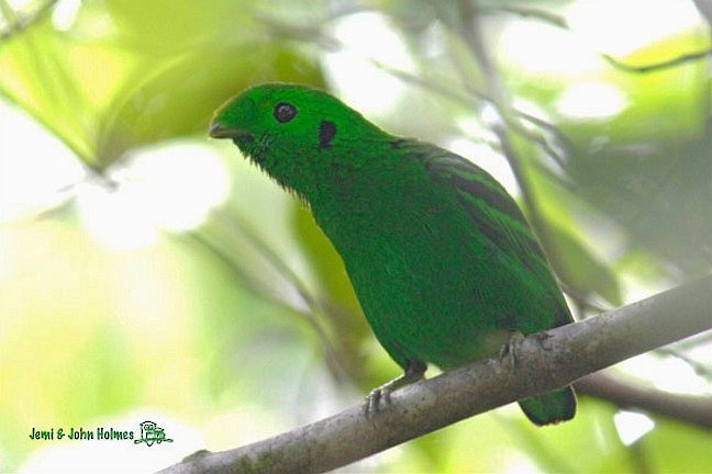 Green Broadbill - ML377845481