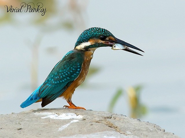 Common Kingfisher - Pankaj Maheria