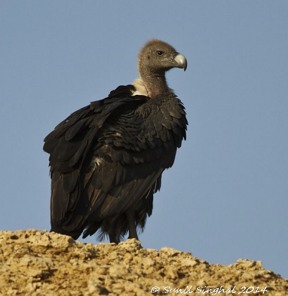 White-rumped Vulture - Sunil Singhal