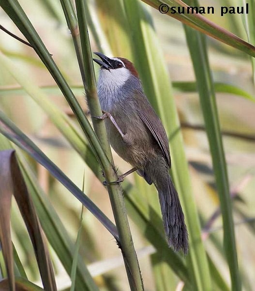 Chestnut-capped Babbler - ML377849761