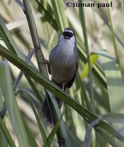 Chestnut-capped Babbler - ML377849811