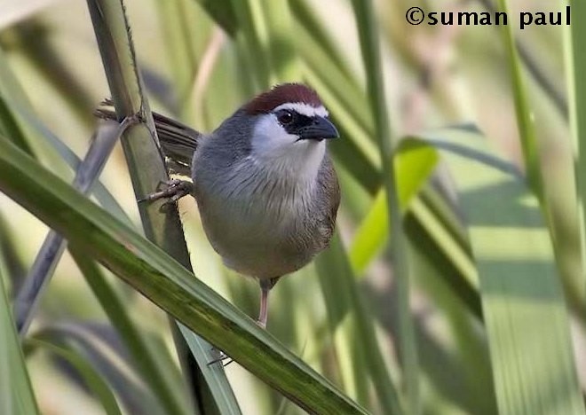 Chestnut-capped Babbler - ML377849821