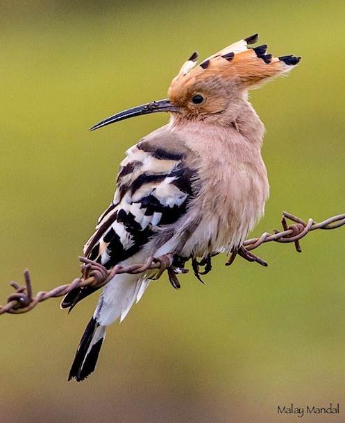 Common Hoopoe - ML377849841