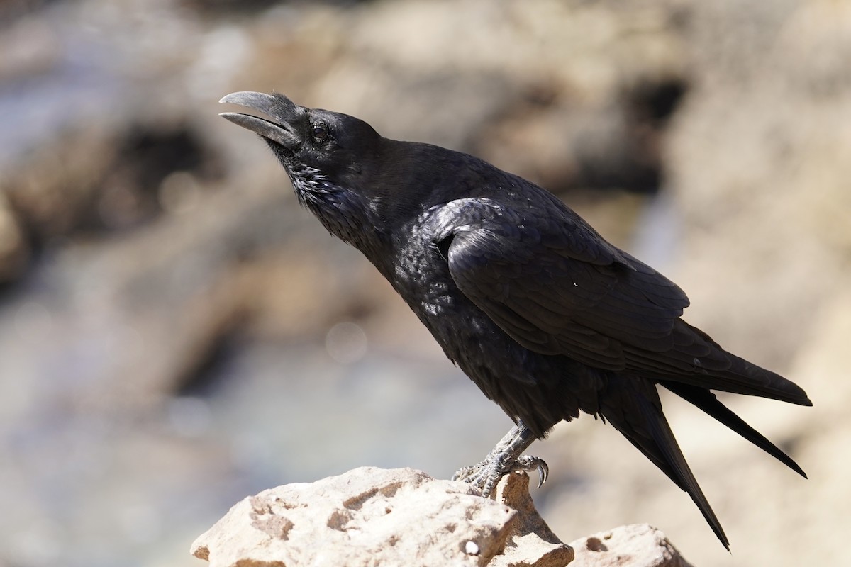 Common Raven - ML377850141