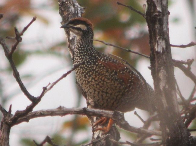 Chinese Francolin - Ulrich Weber