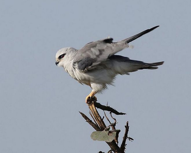 Black-winged Kite (Asian) - ML377850971