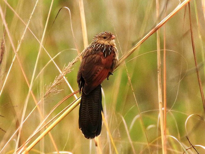 Lesser Coucal - Nayana Amin