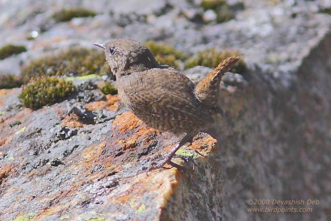 Eurasian Wren (Eurasian) - ML377851691