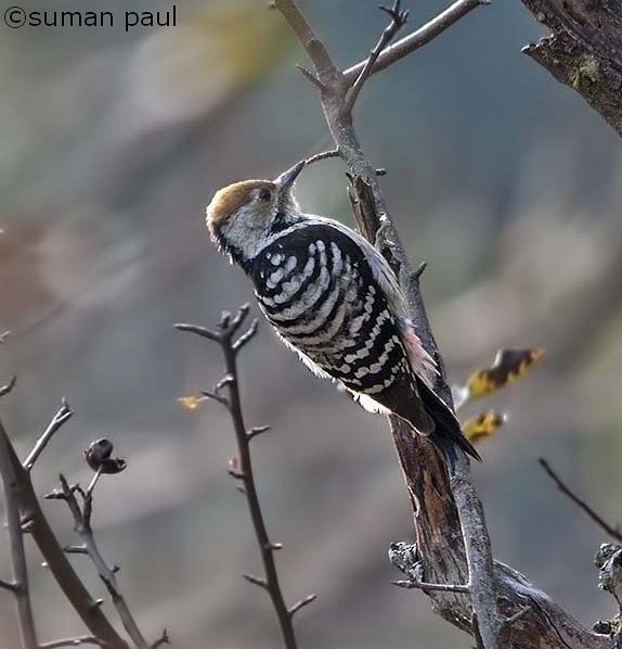Brown-fronted Woodpecker - ML377852701