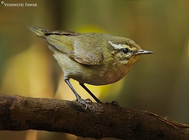 Tytler's Leaf Warbler - ML377854541