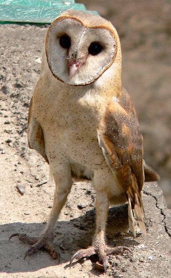 Barn Owl (Eastern) - Samir Ovalekar